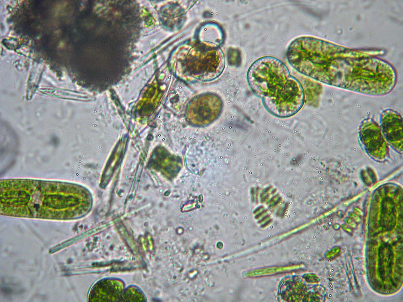 Laghetto Alpe Scaredi